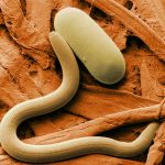 Siberian Worms Revived After Being Frozen for 42,000 Years. - About Islam