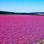 Check Melbourne's Naturally Pink Lake - About Islam