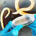 Siberian Worms Revived After Being Frozen for 42,000 Years. - About Islam