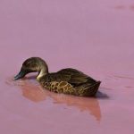 Check Melbourne's Naturally Pink Lake - About Islam