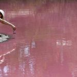 Check Melbourne's Naturally Pink Lake - About Islam