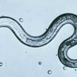 Siberian Worms Revived After Being Frozen for 42,000 Years. - About Islam