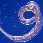 Siberian Worms Revived After Being Frozen for 42,000 Years. - About Islam