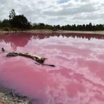 Check Melbourne's Naturally Pink Lake - About Islam