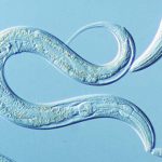 Siberian Worms Revived After Being Frozen for 42,000 Years. - About Islam