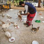 The Cat Man of Aleppo