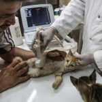 The Cat Man of Aleppo