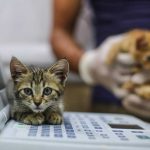 The Cat Man of Aleppo