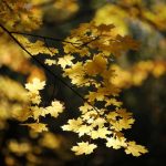 Autumn Beauty - About Islam