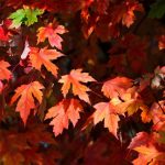 Autumn Beauty - About Islam