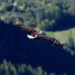 Eagle Eye View of the Alps - About Islam