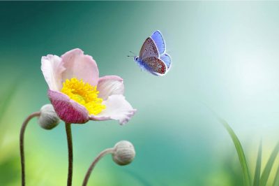 Beautiful pink flower